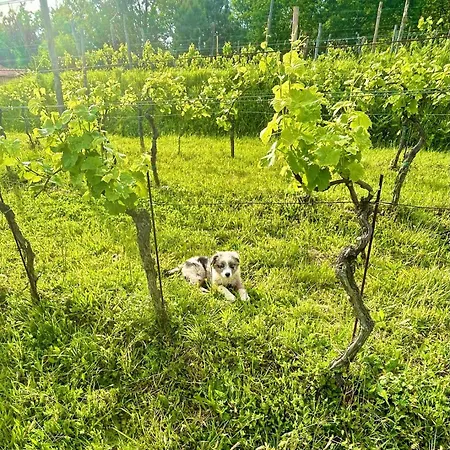 아파트 Casa Valle 브루그나토